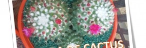 tienda de cactus casa hogar | viveros en calle 39 1438, venado tuerto, santa fe